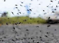 Por segunda vez en lo que va del año, los insectos invadieron el Área Metropolitana de Buenos Aires.