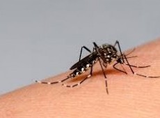 La actual temporada es récord en casos de dengue.