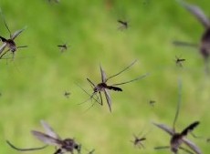 El pasado jueves el Ministerio de Salud bonaerense advirtió que al menos 17 localidades tienen brotes de dengue.