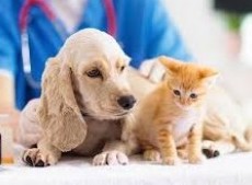 Se llevò a cabo una nueva jornada de vacunación antirrábica y desparasitación para perros y gatos mayores de tres meses.