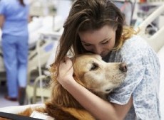 Impulsan una ley para que los animales de compañía puedan entrar a los hospitales