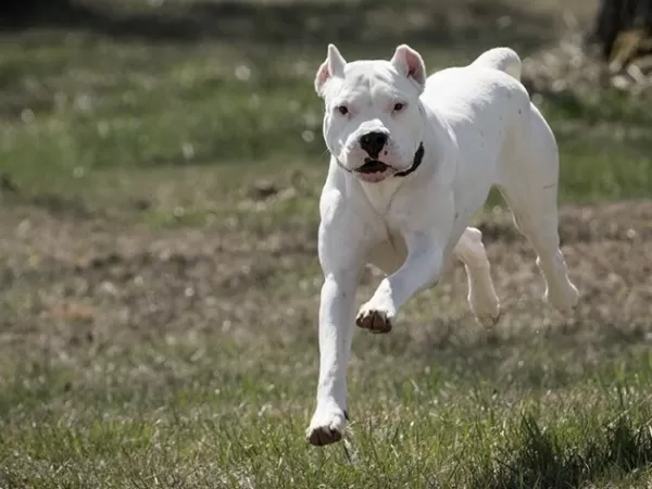 Proponen una ley nacional para regular la tenencia de perros potencialmente peligrosos