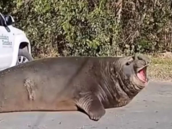 El elefante marino fue rescatado y liberado en la costa tras 10 horas de operativo