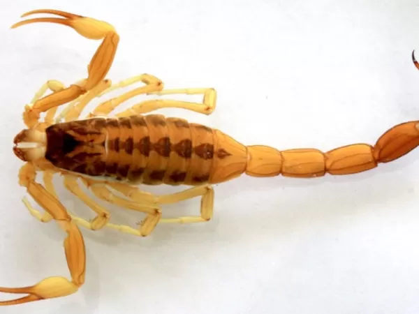 Advierten por la presencia de alacranes venenosos tras la muerte de una mascota