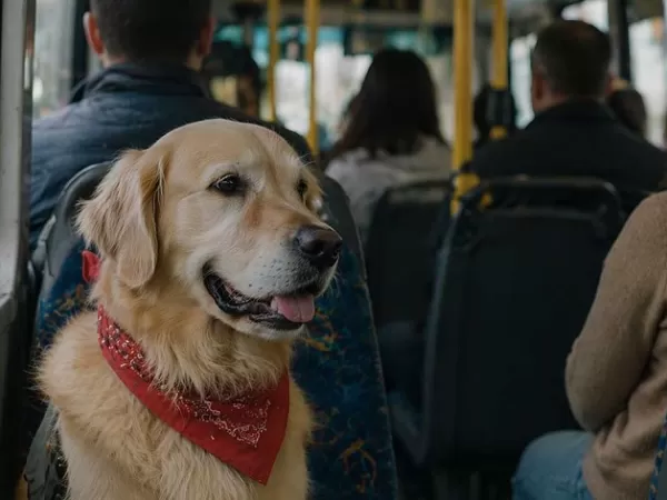 Habilitan traslado de mascotas en colectivos