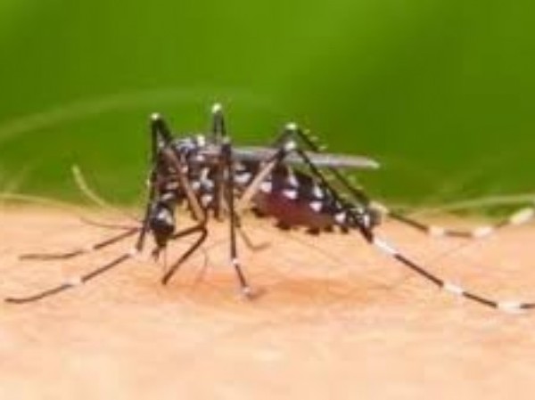 Volvieron a subir los casos de dengue
