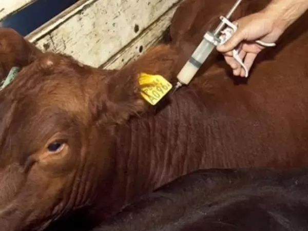 Dura reacci&oacute;n del campo bonaerense a la desregulaci&oacute;n en la vacunaci&oacute;n contra la aftosa