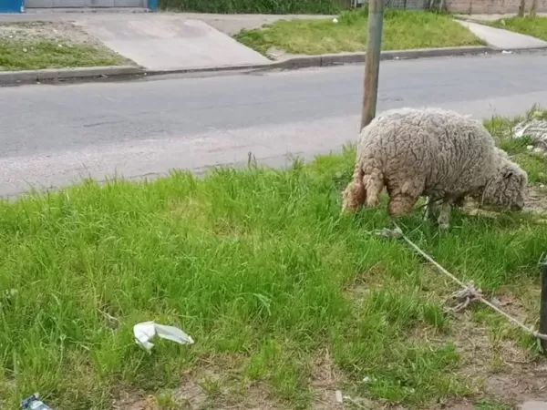 Robaron una oveja que era mascota