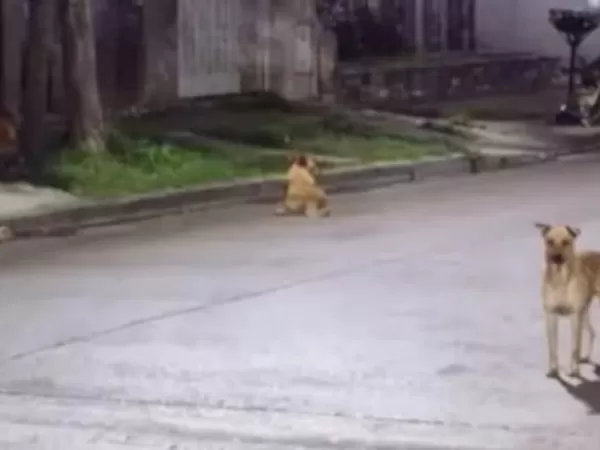 Vecinos denuncian que una jauría ataca a otras mascotas durante la noche