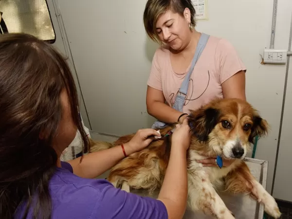 Atenci&oacute;n para perros y gatos