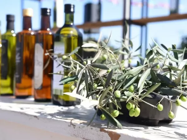 La Provincia lanz&oacute; &ldquo;La Ruta del Olivo&rdquo; para impulsar producci&oacute;n y turismo rural