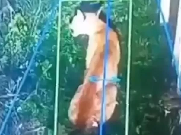 Preocupaci&oacute;n en un barrio privado de Hudson por la aparici&oacute;n de un puma