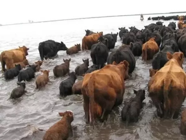 La desesperaci&oacute;n de los productores ganaderos por las inundaciones en el Litoral