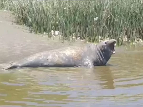 Un lobito marino apareci&oacute; en La Ribera y sorprendi&oacute; a vecinos