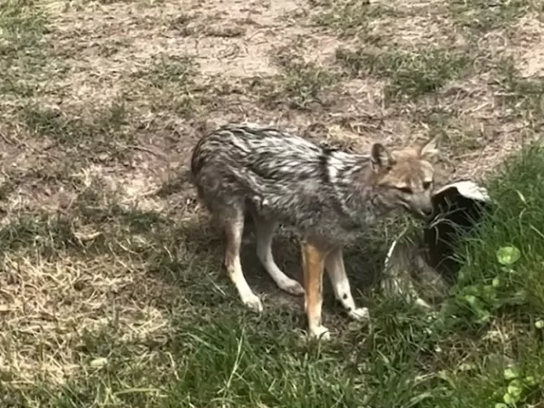 Vecinos de Canning denuncian la presencia de zorros en barrios cerrados y aseguran que atacan mascotas