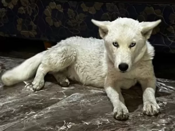 Detuvieron a una dealer y encontraron una cachorra de lobo blanco atada en el patio