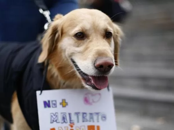 El PRO exige que Kicillof decrete medidas contra el maltrato animal