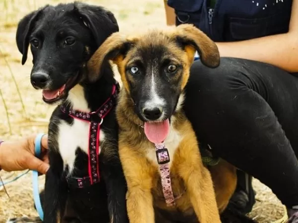 El Municipio promueve la adopción responsable de perros en tránsito