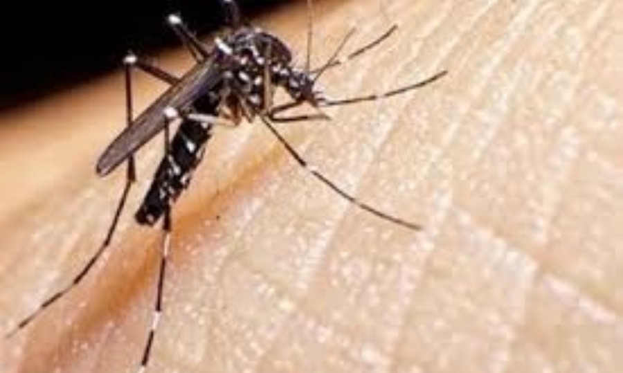 Los casos de dengue en la provincia de Buenos Aires ascendieron a 35 mil y hay brotes en 41 municipios.