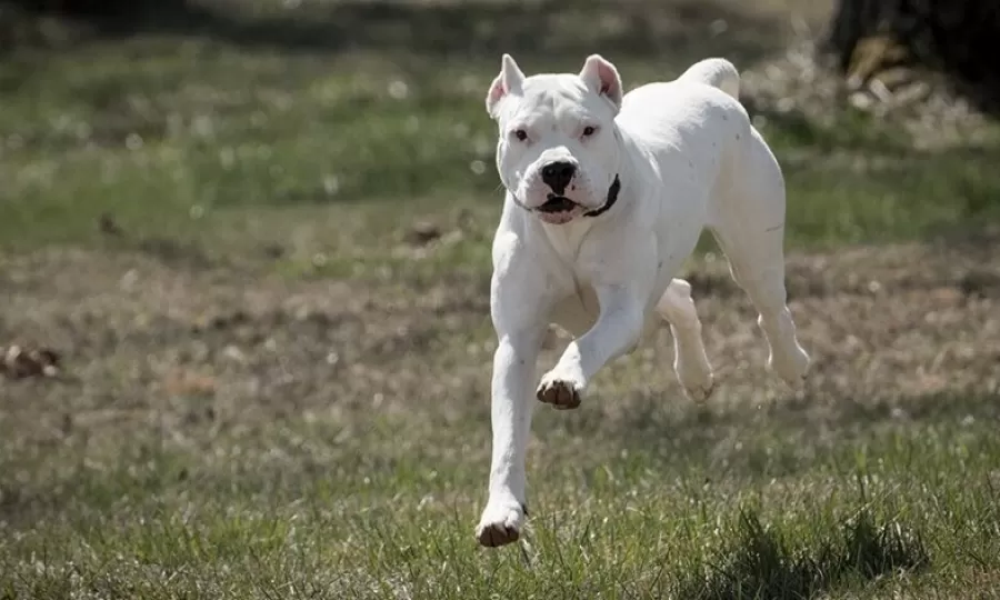 Proponen una ley nacional para regular la tenencia de perros potencialmente peligrosos