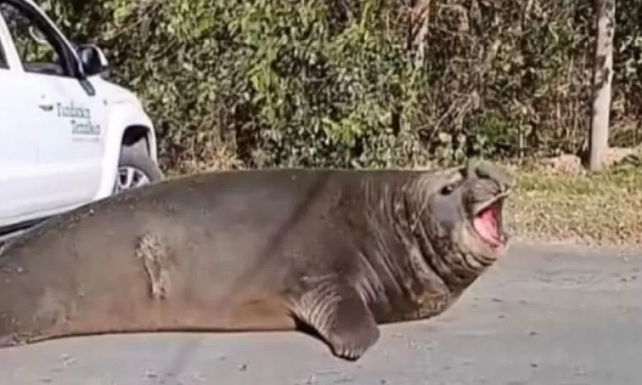 El elefante marino fue rescatado y liberado en la costa tras 10 horas de operativo