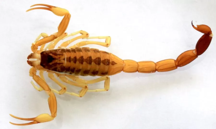 Advierten por la presencia de alacranes venenosos tras la muerte de una mascota