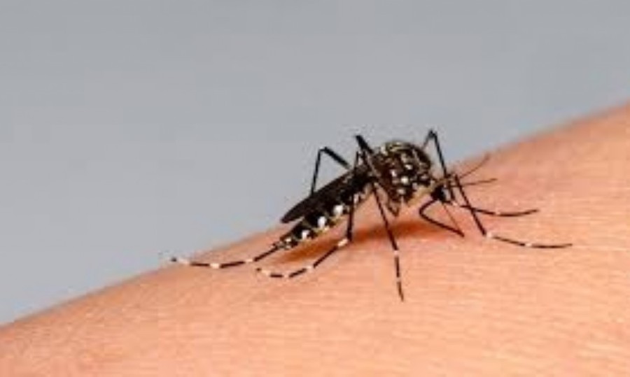La actual temporada es récord en casos de dengue.