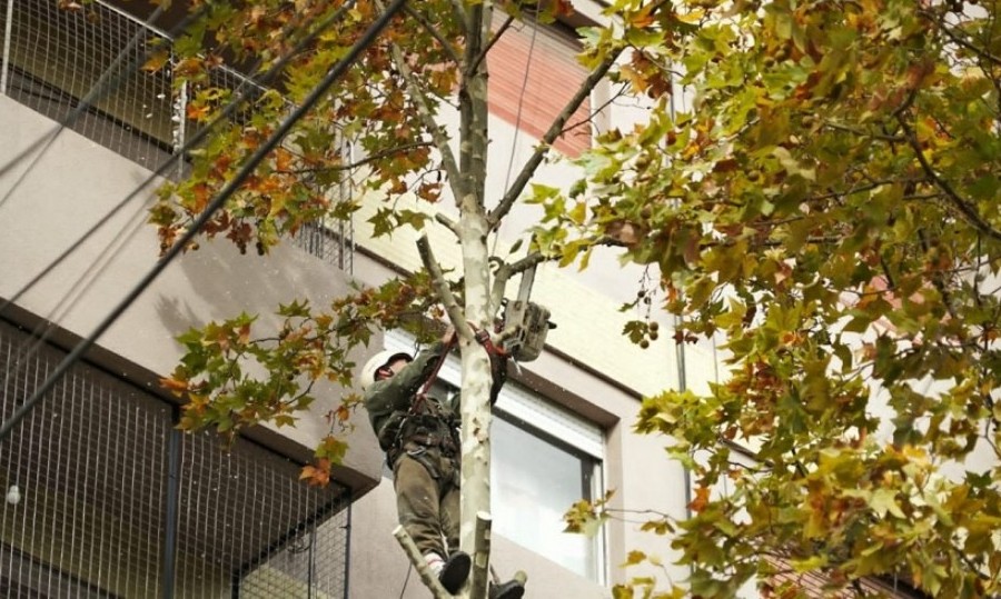 El objetivo es remover ramas deterioradas y despejar luminarias y cámaras de seguridad.