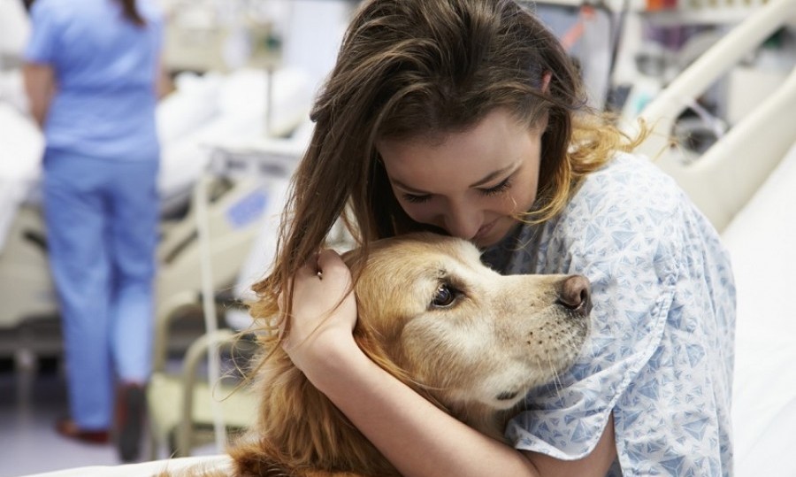 Impulsan una ley para que los animales de compa&ntilde;&iacute;a puedan entrar a los hospitales