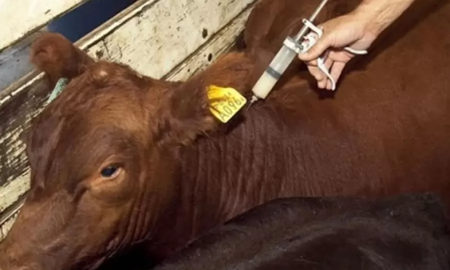 Dura reacci&oacute;n del campo bonaerense a la desregulaci&oacute;n en la vacunaci&oacute;n contra la aftosa