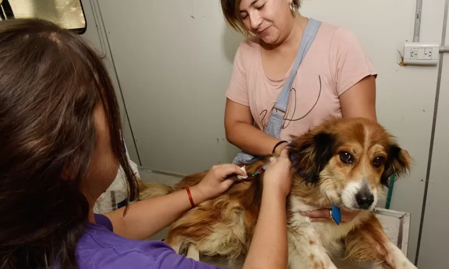 Atenci&oacute;n para perros y gatos