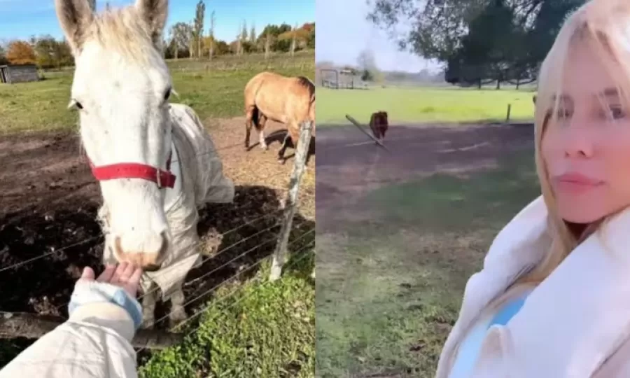 Nicole Neumann adopt&oacute; un gallo y gener&oacute; sorpresa en las redes