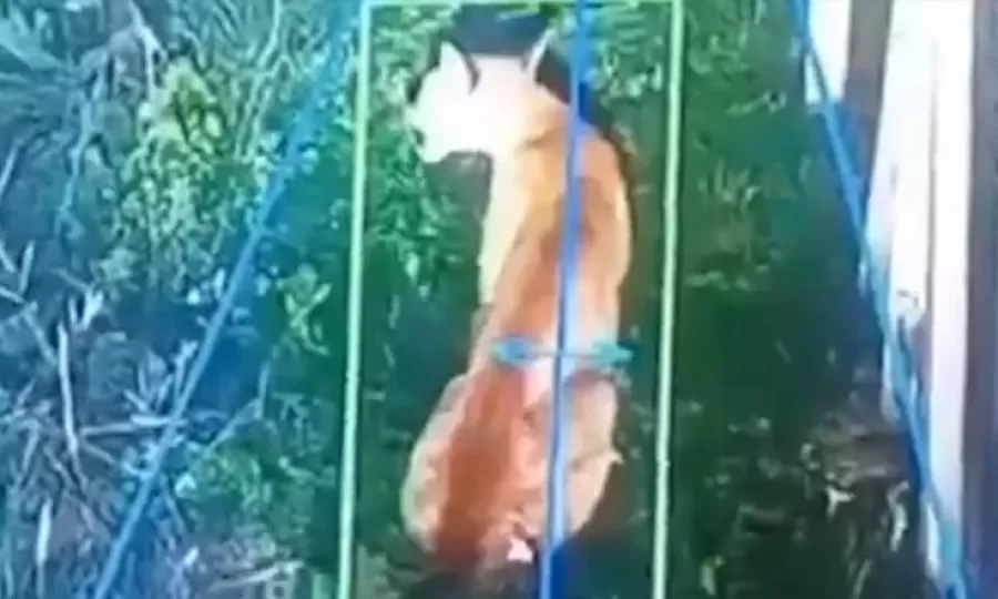 Preocupaci&oacute;n en un barrio privado de Hudson por la aparici&oacute;n de un puma