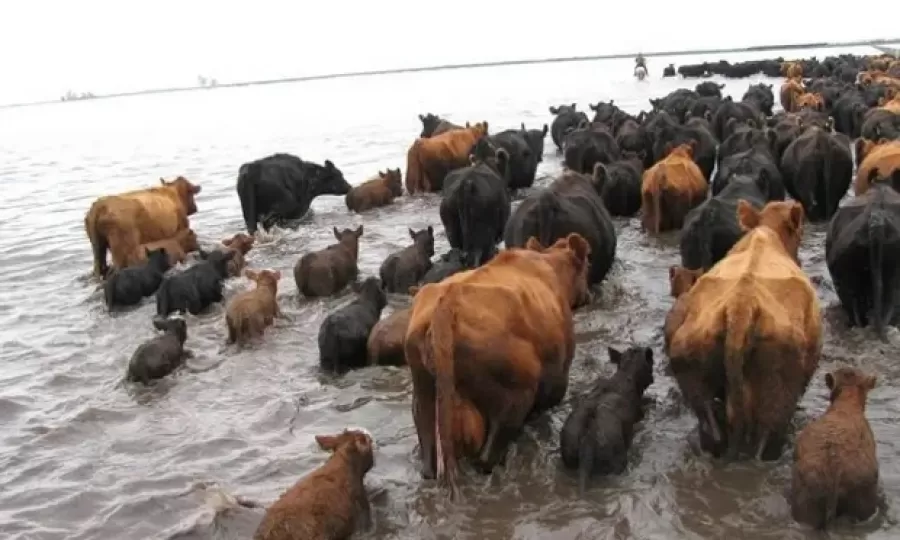 La desesperaci&oacute;n de los productores ganaderos por las inundaciones en el Litoral