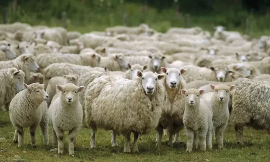 Alarma por casos de "oveja loca" en Argentina en medio del desguace del Senasa