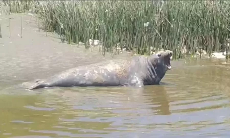 Un lobito marino apareci&oacute; en La Ribera y sorprendi&oacute; a vecinos