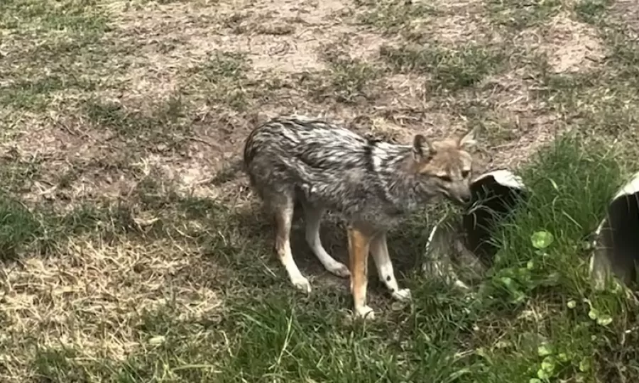 Vecinos de Canning denuncian la presencia de zorros en barrios cerrados y aseguran que atacan mascotas