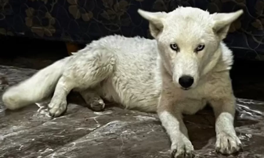 Detuvieron a una dealer y encontraron una cachorra de lobo blanco atada en el patio
