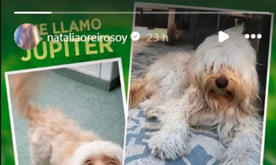 Natalia Oreiro busca a su perro J&uacute;piter, perdido en San Isidro