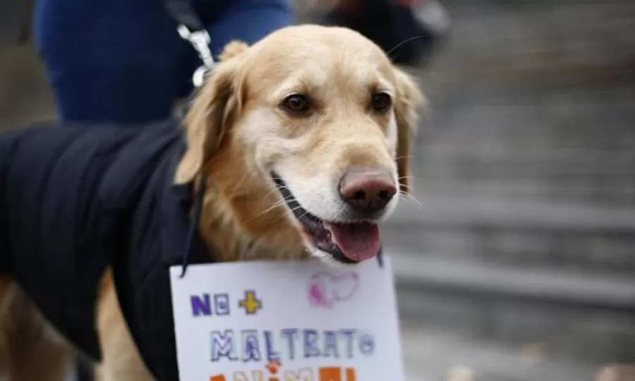 El PRO exige que Kicillof decrete medidas contra el maltrato animal