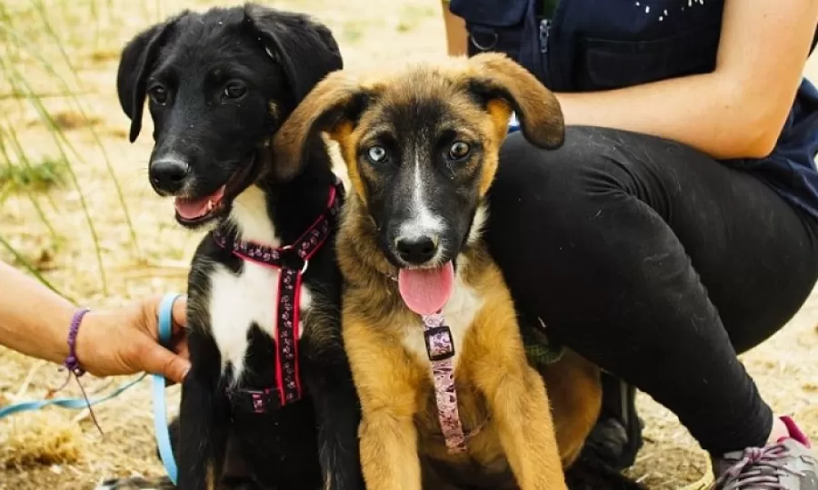 El Municipio promueve la adopción responsable de perros en tránsito